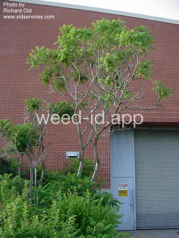 sumac, staghorn